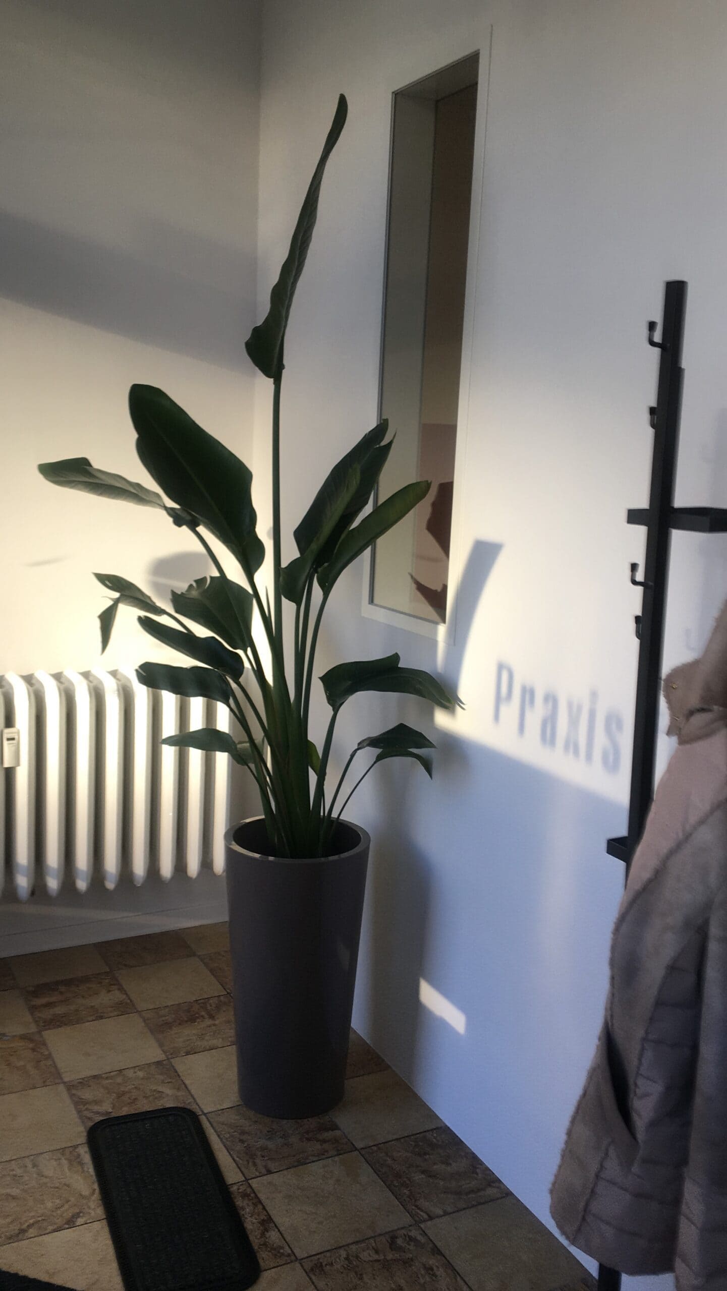 Eine grüne Pflanze in einem grauen Topf steht neben einem weißen Heizkörper und einem Fenster.